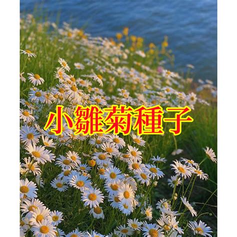 小雛菊發芽|【小雛菊 種植】驚艷！小雛菊優雅綻放，新手園藝也。